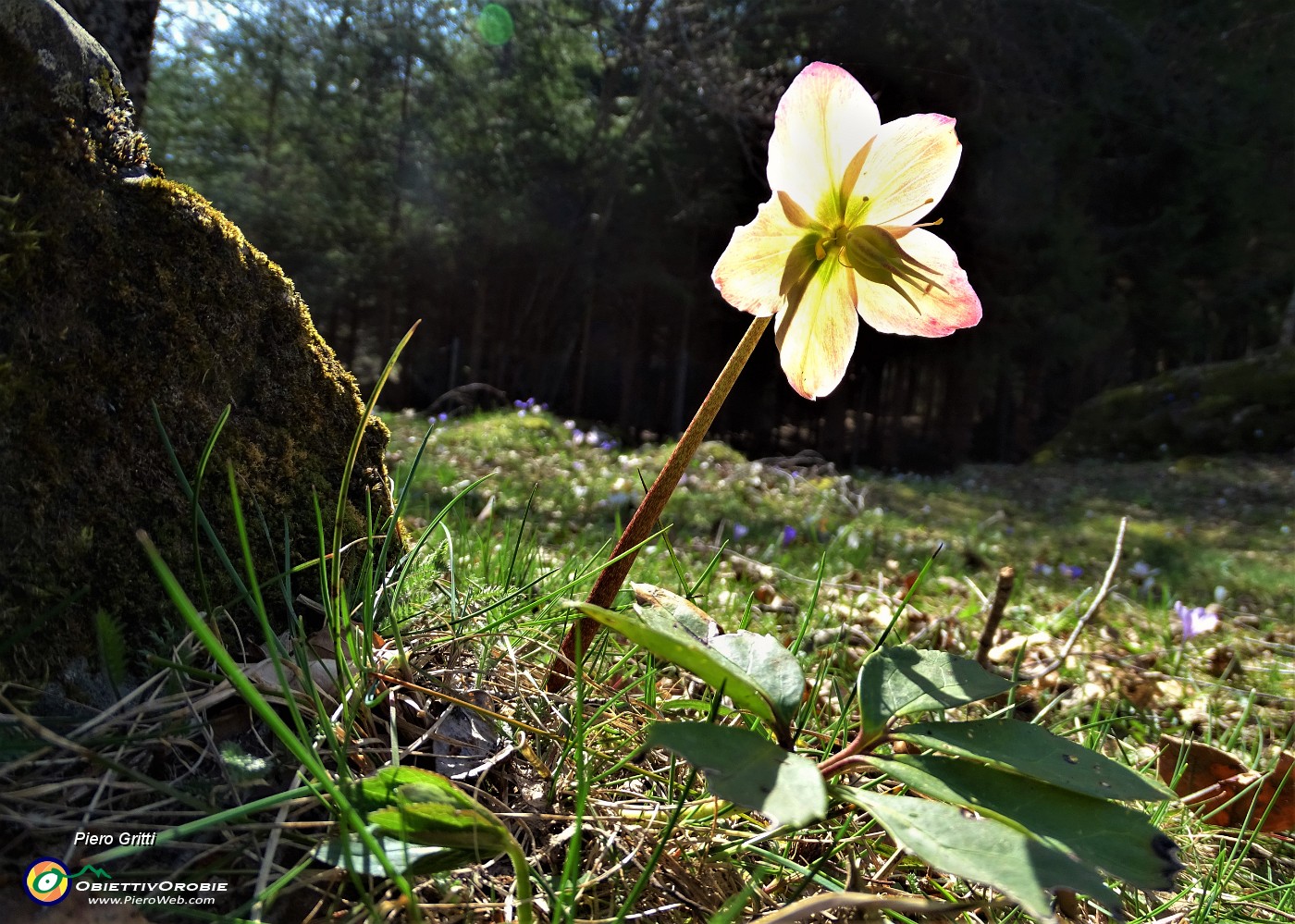 72 Elleboro fecondato (Helleborus niger) splendente al sole .JPG